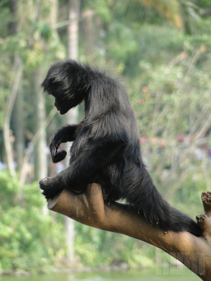 Macaco-aranha-preto (foto: Alan Corrêa)