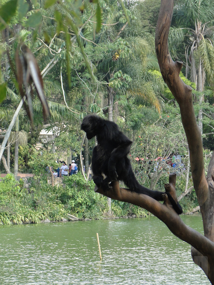 Macaco-aranha-preto (foto: Alan Corrêa)