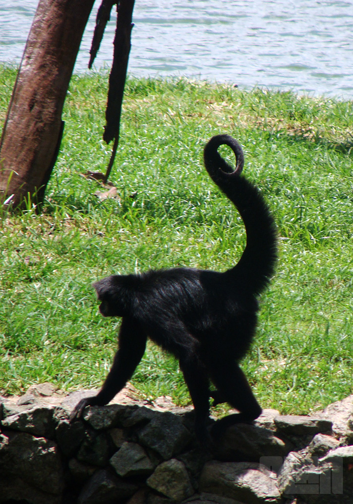 Macaco-aranha-preto (foto: Alan Corrêa)