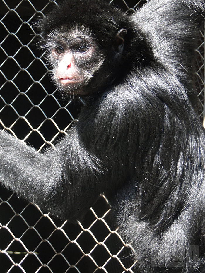 Macaco-aranha-preto (foto: Alan Corrêa)