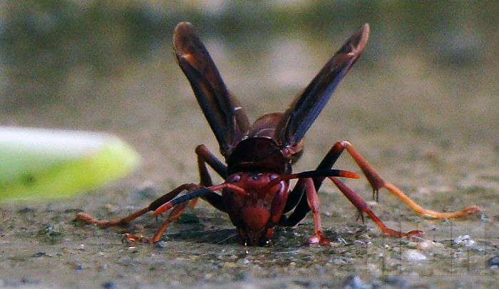 Marimbondo (foto: Alan Corrêa)