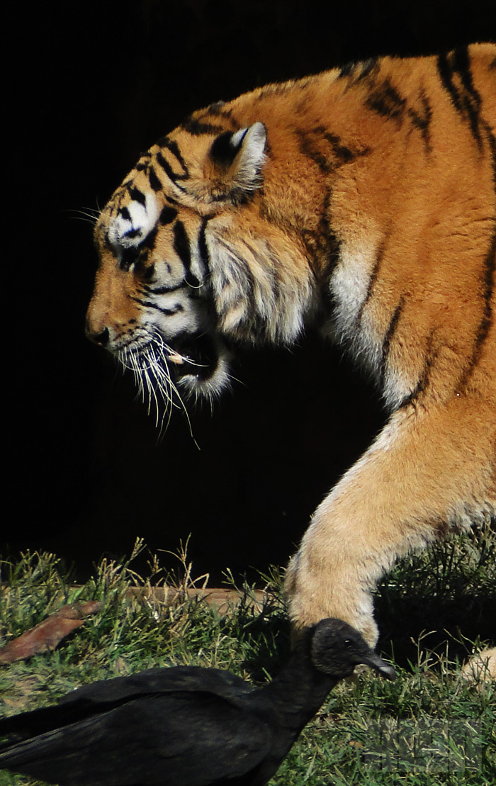 Tigre-siberiano (foto: Alan Corrêa)