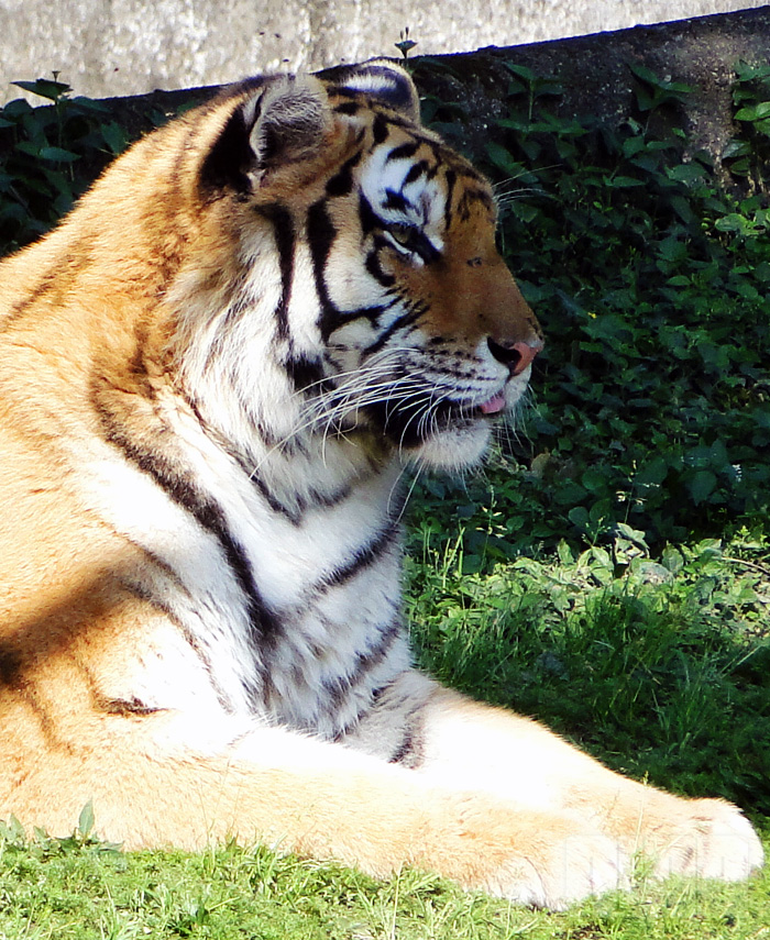 Tigre-siberiano (foto: Alan Corrêa)
