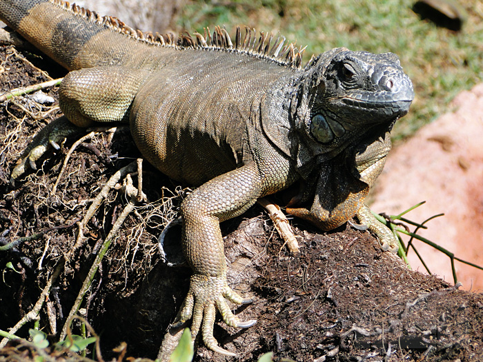 Iguana (foto: Alan Corrêa)