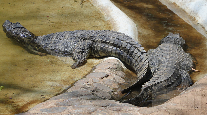 Caiman latirostris (foto: Alan Corrêa)