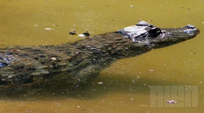 Caiman latirostris (foto: Alan Corrêa)