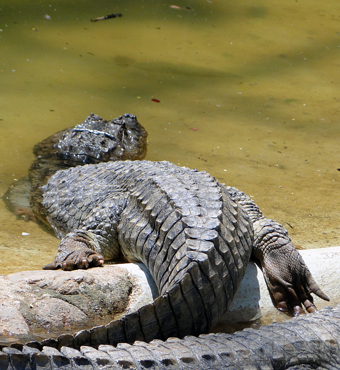 Caiman latirostris (foto: Alan Corrêa)