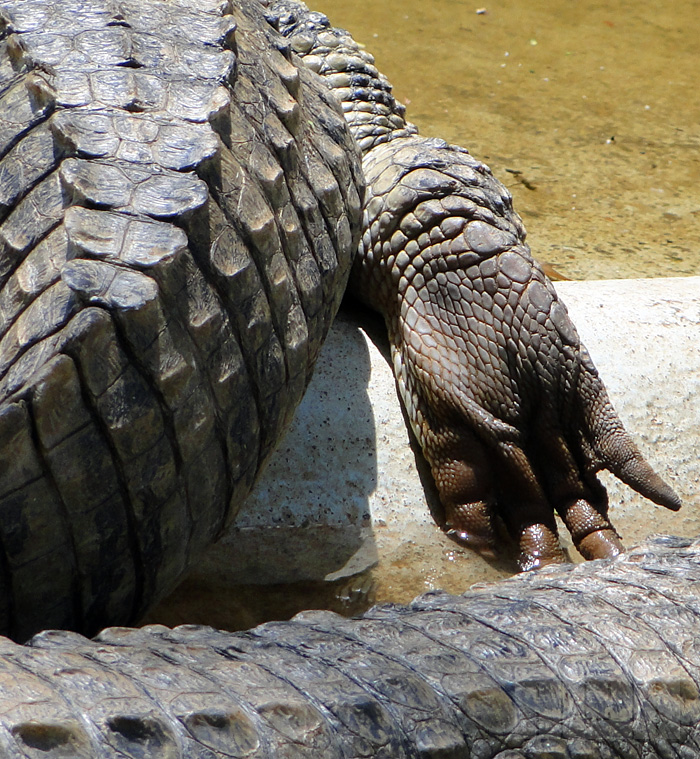 Caiman latirostris (foto: Alan Corrêa)