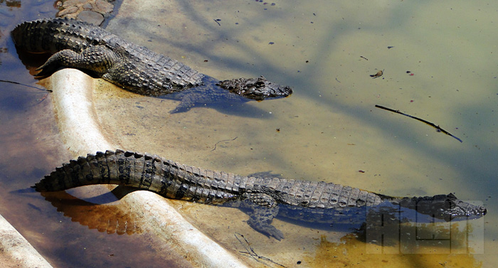 Caiman latirostris (foto: Alan Corrêa)