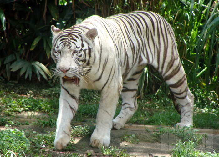 Tigre branco (foto: Alan Corrêa)