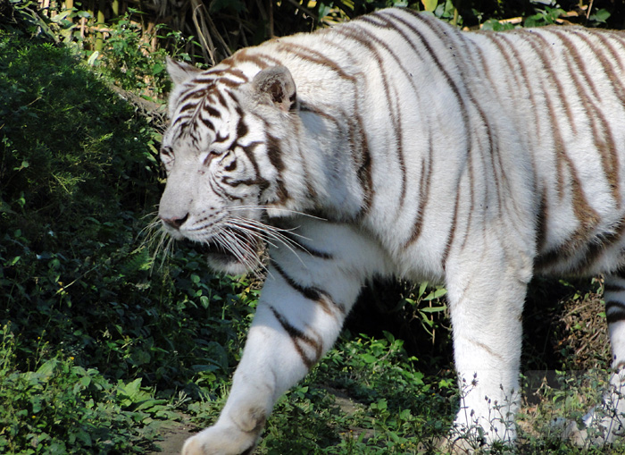 Tigre branco (foto: Alan Corrêa)