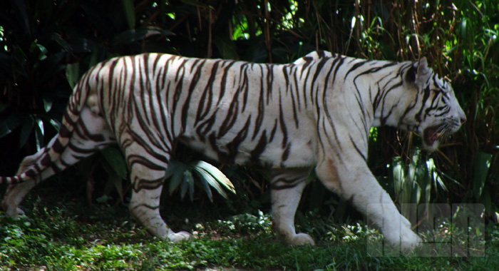 Tigre branco (foto: Alan Corrêa)