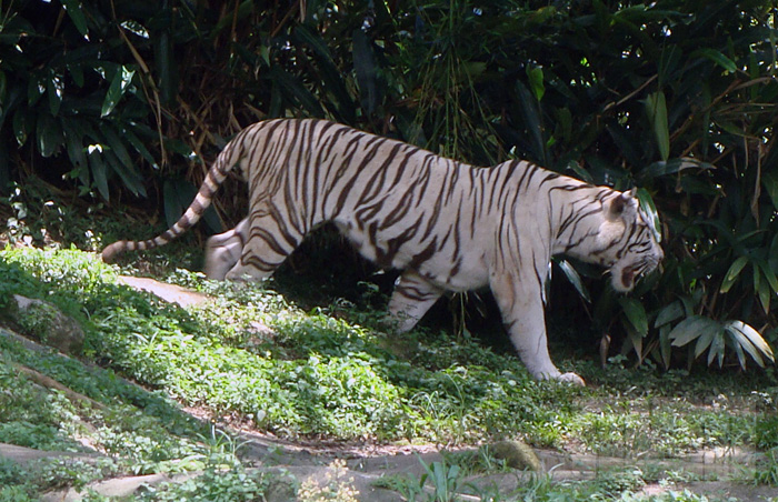 Tigre branco (foto: Alan Corrêa)